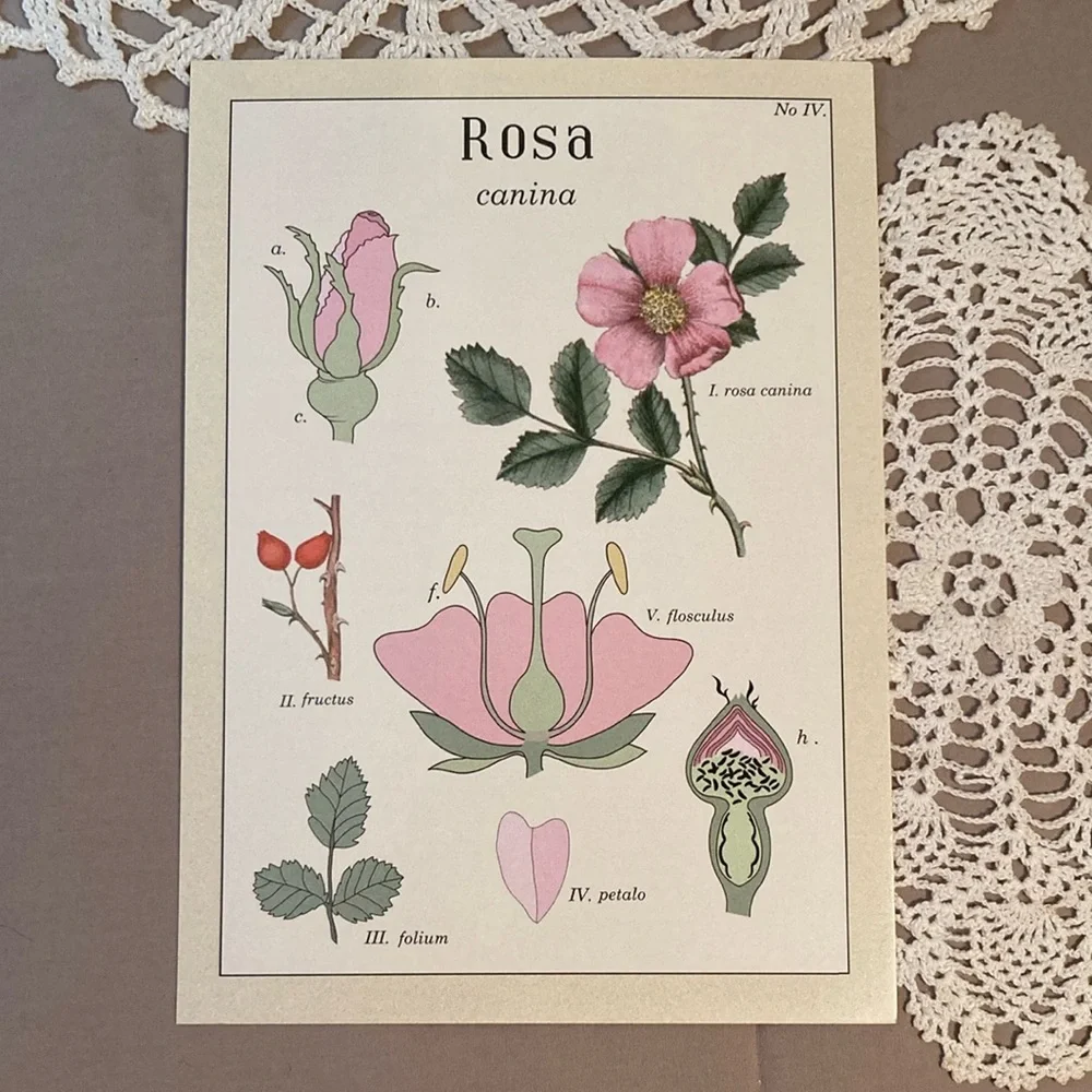 New IKEA Vintage Flowers Botanical Prints Set By Maria Mendez